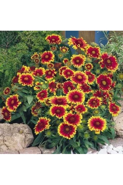 Гайлардія великоквіткова ’Арізона Сан’ у квітнику